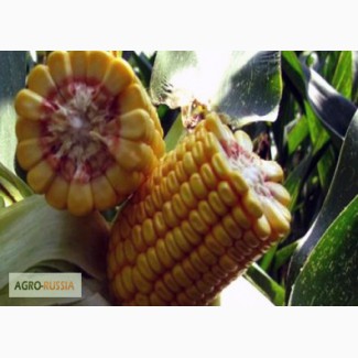 Продам семена кукурузы ладожский 391 АМВ