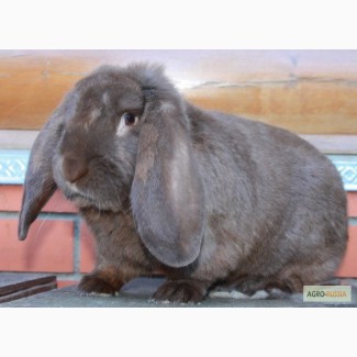 Продам кроликов породы Французский баран, НЗБ