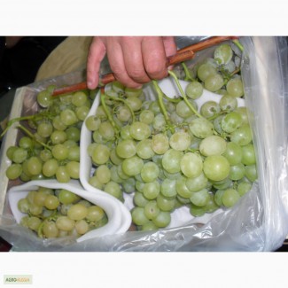 Ищу оптовых покупателей на итальянский столовый виноград сортов Italia, Red Glob