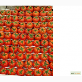 Продам помидоры Бакинские (Азербайджан, оригинал Зиря)