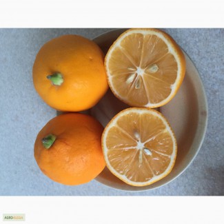 Продам лимоны тонкокожие из Узбекистана