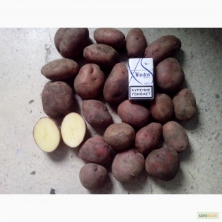 Продам продовольственный картофель сорт Розара