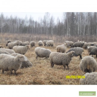 Продам покрытых овец и ярок