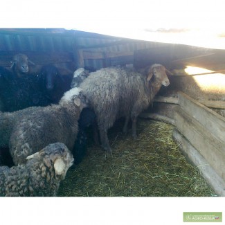 10 овец с ягнятами эдильбаи, гиссары