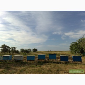 Пчелы с ульями в комплекте