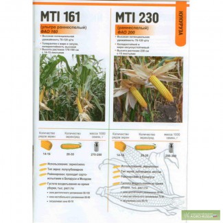 Семена кукурузы разных гибридов от молдавского производителя.