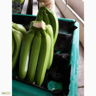 Бананы из Индии