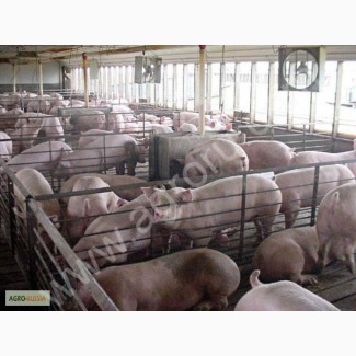 Свиньи живой вес 80 - 100 кг