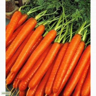 Купим качественную морковь