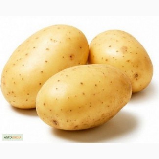 Продаем семенной картофель Пироль первой репродукции