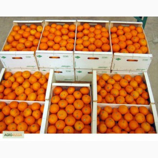 Апельсины оптом от производителя со склада в Красноярске