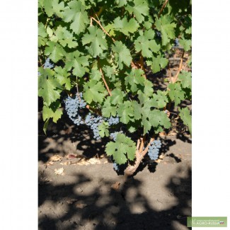 Виноград винных сортов