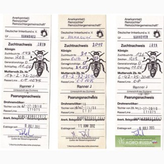 Пчелопакеты Карника 2015 Краснодарский край 40 км от Краснодара