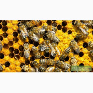 Продам свежие рои (среднерусские пчелы)