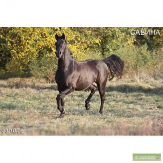 Продается лошадь хобби-класс: эффектная кобыла САБИНА
