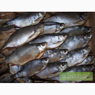 ООО ’’ «Рыболовная артель Белого озера» предлагает рыбу вяленую и свежемороженную
