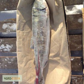 Рыба оптом от производителя от 230руб за кг