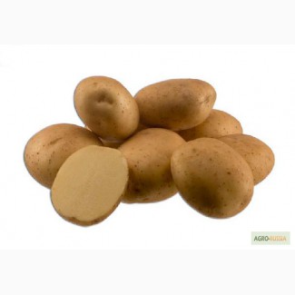 Продаем Семенной картофель вид Веснянка 1 РС