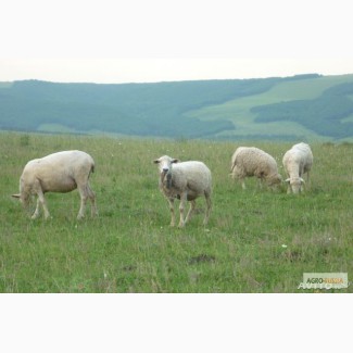 Продаются Овцы породы Северо Кавказская мясо шёрстная «Тексель»