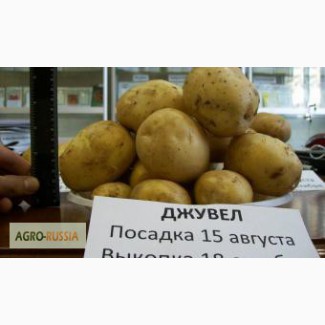 Продаем Картофель посевной Джувел 1 репродукция