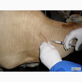 Ветеринарная помощь для коров, овец, коз, поросят