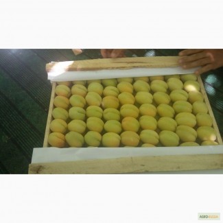 Оптом продаем абрикос (урожай 2017 г.) из Узбекистана