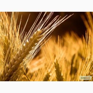 Продам пшеницу, зерноотходы, ячмень, овёс. По всей территории РК и РФ и других стран