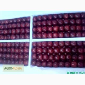 Оптом продаем черешню (урожай 2017 г.) из Узбекистана