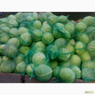 Овощи оптом из Беларуси