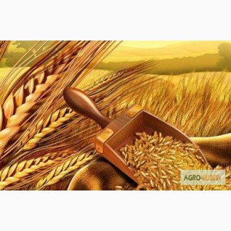 Продам: пшеницу, овес, ячмень