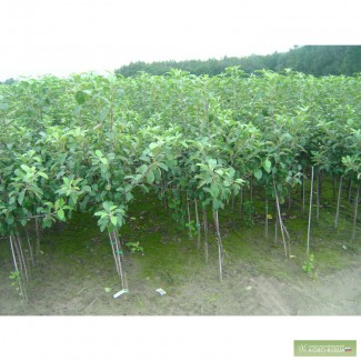 Саженцы плодовых деревьев оптом из Сербии