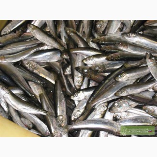 Продам Свежемороженая рыба , морепродукты оптом , прямые поставки с Дальнего востока