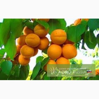 Предлагаем абрикос из Молдовы