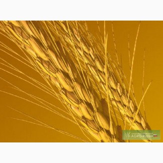 Супер элита озимой пшеницы