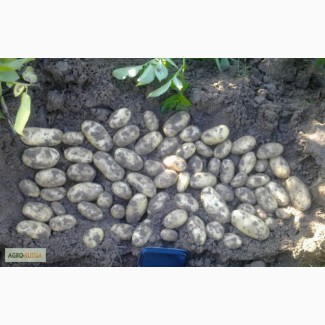 Продам семенной картофель Гранада, Лабелла, Тоскана, Миранда, Наташа, Минерва..