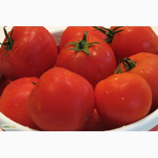 Продам помидоры оптом сорт махитос