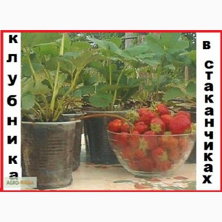 Кустики клубники крупноплодные и урожайные сорта-новинки(Чамора, Елизаветта2)-почтой