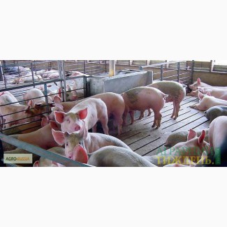 Свиньи от 90-120кг(оптом)