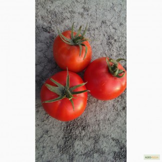 Продаю помидоры