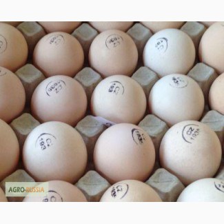 Продаю инкубационные яйца бройлеров Кобб 500 и Росс 308