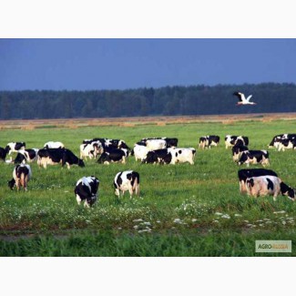 Коровы и быки в Брянской области
