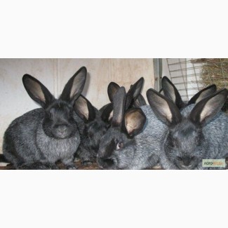 Продаю различных кроликов и крольчат