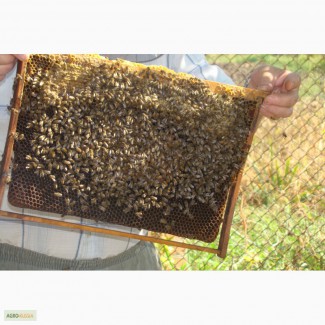Продажа пчел
