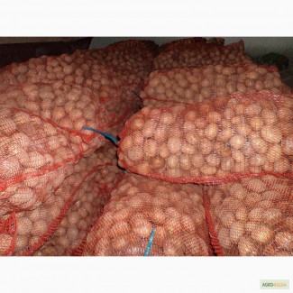 Закупаем картофель от 100 тонн в неделю предоплата 100%