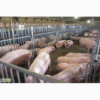 Клетки для свиней на откорме