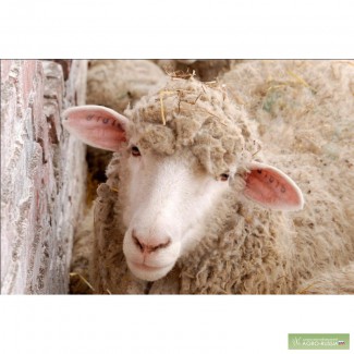 Срочно продается племенное поголовье овец
