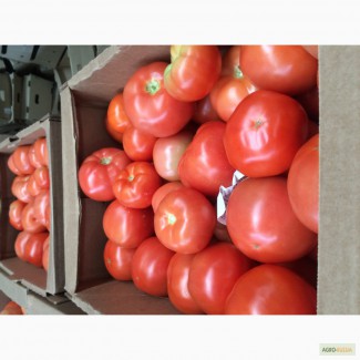 Продам томаты, сорт Ладога, Таганка