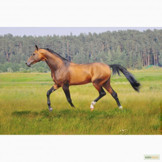 Предлагаются к продаже лошади ахалтекинской породы
