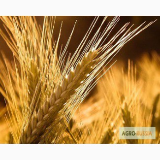 Пшеница озимая Московская 56, элита