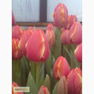 Продам оптом цветы тюльпана к 8 Марта 2015